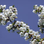 Prunus ‘Umineko’3