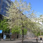 Prunus_avium_Plena2