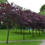 Prunus_cerasifera_Nigra_Oslo1