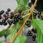 Prunus_maackii_frukter4