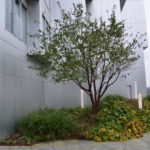 Prunus_serrula_København2
