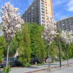 Prunus_serrulata_Amanogawa_Grønland_Oslo8