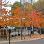 Prunus_yedoensis(x)_høst7