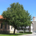 Pyrus_communis_Halden1