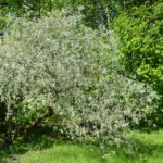 Pyrus_salicifolia_Ås