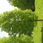 Quercus_frainetto_Oslo8