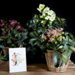 Shrubs category
