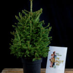 Woody Plants category