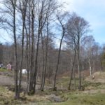 Alnus_glutinosa_Fevik