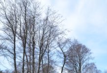 Arbeidstilsynets strategi: Skog- og landbruksnæringene er et satsningsområde