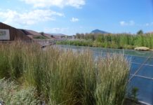 Calamagrostis – vinterherdige prydgras med stor dyrkingsverdi