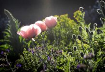 We love plants! Publika parker och trädgårdar 2017 i Malmø, 30. mars