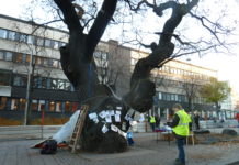 TV-ekens medieombruste endelikt