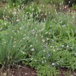 IMG_0571nitida