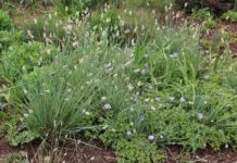 Sesleria – prydgras-arter med attraktiv bladfarge