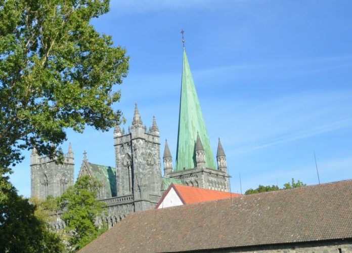 Populus_sp_Trondheim4