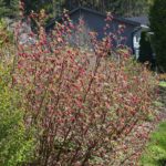 Ribes_sanguineum_Enningdal2017_1