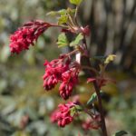 Ribes_sanguineum_Enningdal2017_7