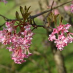 Viburnum_farreri_2017Ås12