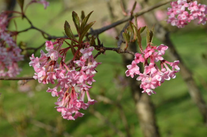 Viburnum_farreri_2017Ås12