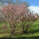 Viburnum_farreri_2017Ås5