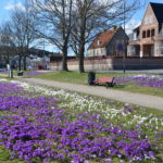 Crocus_Fredrikstad6
