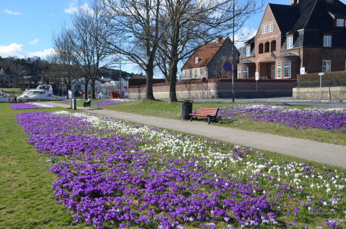 Crocus_Fredrikstad6