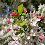 IMG_20170410_101324_277
