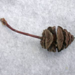 DSCN8751j