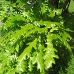 Quercus_frainetto_Oslo1