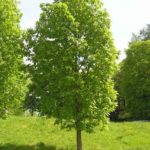 Quercus_frainetto_Oslo8