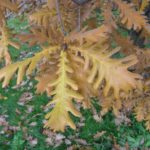Quercus_frainetto_høst_Oslo5