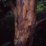 Stewartia_pseudocamellia_bark_Göteborg1_Skan