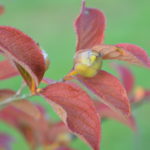 Stewartia_pseudocamellia_frukt2