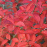 Stewartia_pseudocamellia_høst2