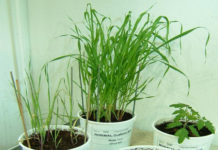 Mangelsymptomer på planter – hvordan kan de se ut?