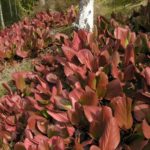 Bergenia_sp_høst_Enningdal3