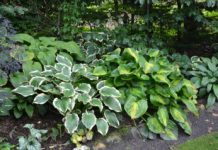 Enemærkets Hostahave – privathage og paradis for plantesamlere