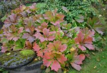 Stauder med god høstfarge