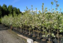 Kan norske planteskoler levere?