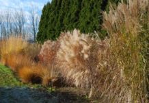 Utprøving av kinagras (Miscanthus)