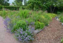 Nya perennträdgården – vilt og vakkert med stauder året rundt