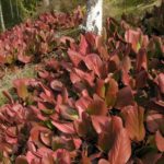 Bergenia_sp_høst_Enningdal3-e1506607627734