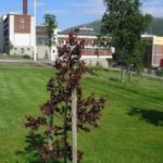 Betula_pubescens_rubra_Tromsø1-225×300