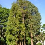 Calocedrus_Chamaecyparis-lawsoniana1-679×1024