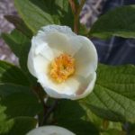 DSCN0011-300×225
