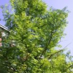 DSCN4600-225×300
