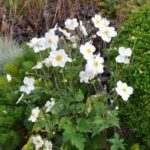 DSC_2741-e1509630532433-199×300