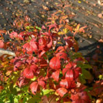 Gillenia_trifoliata_høst_Enningdal