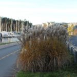 IMG_2505-1024×683